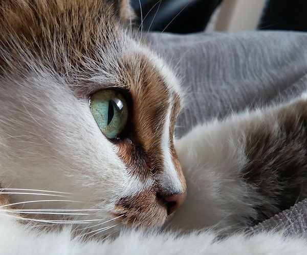 Pet Grooming at Furmillion