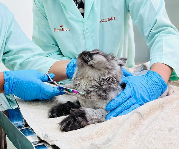 Furmillion Veterinary Clinic - Professional pet care